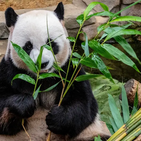 Sėdmaišis Panda